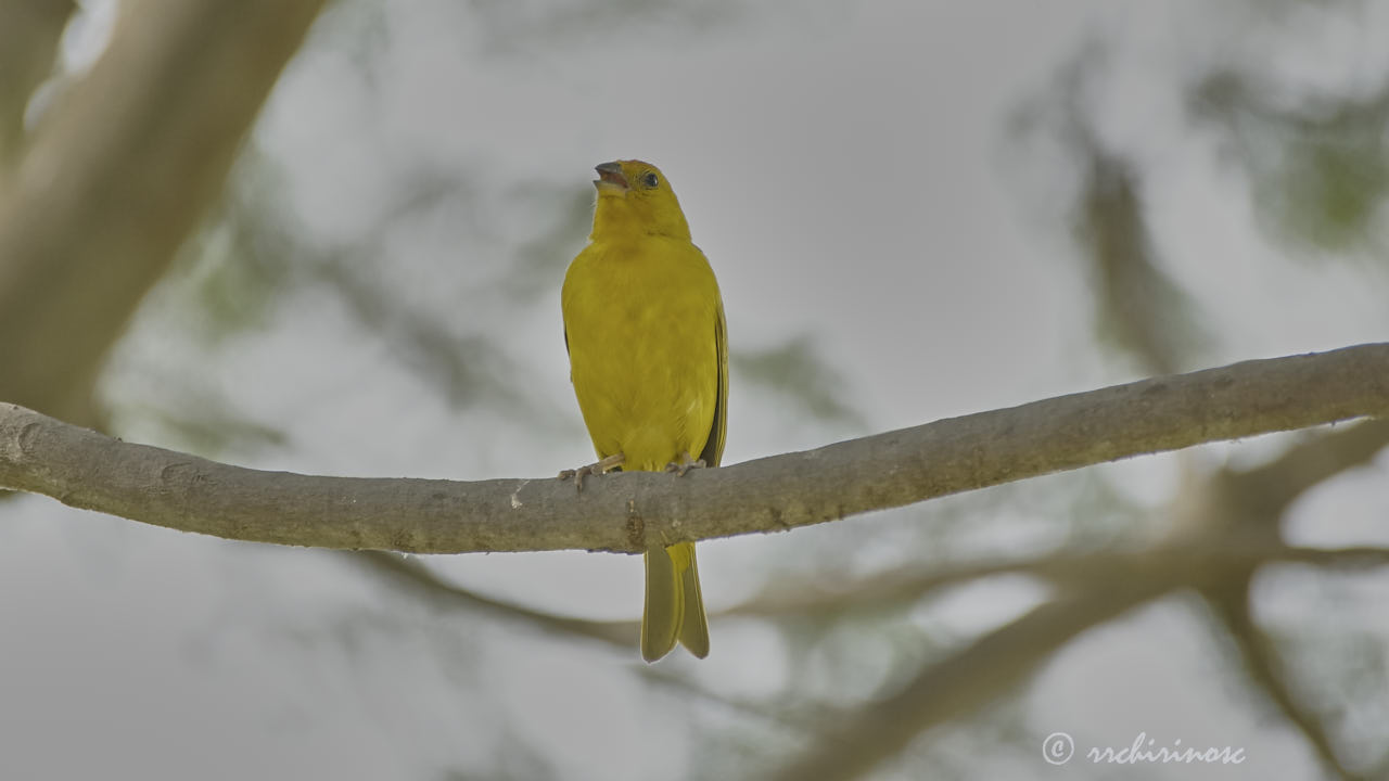 Saffron finch