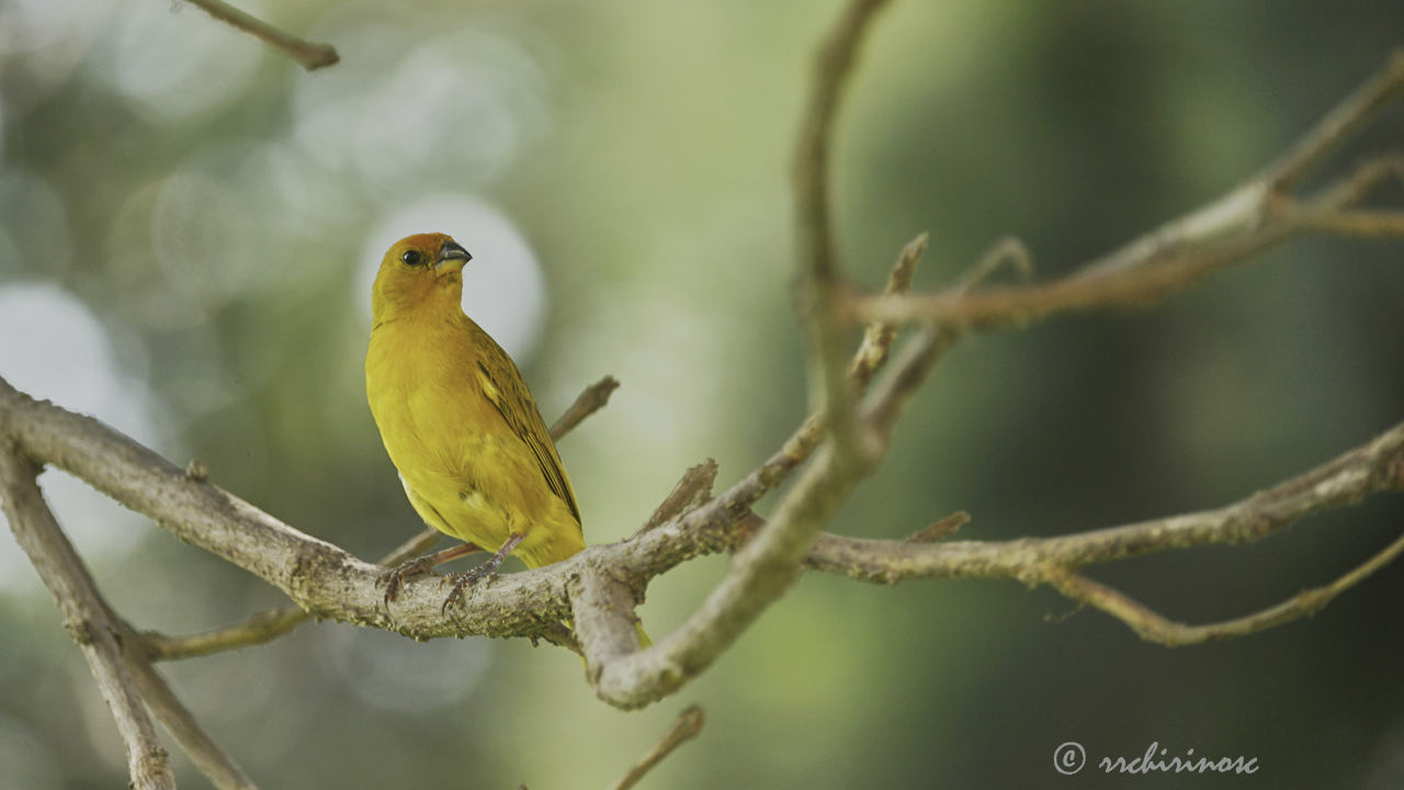 Saffron finch