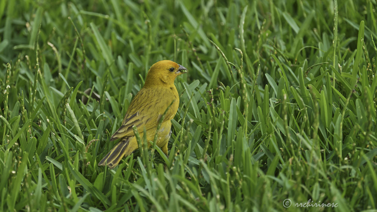 Saffron finch