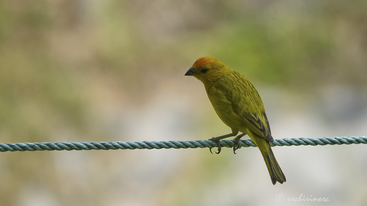 Saffron finch