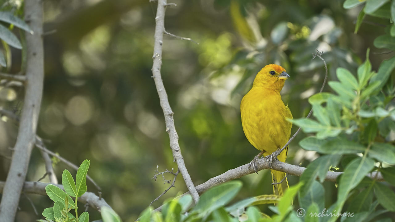 Saffron finch