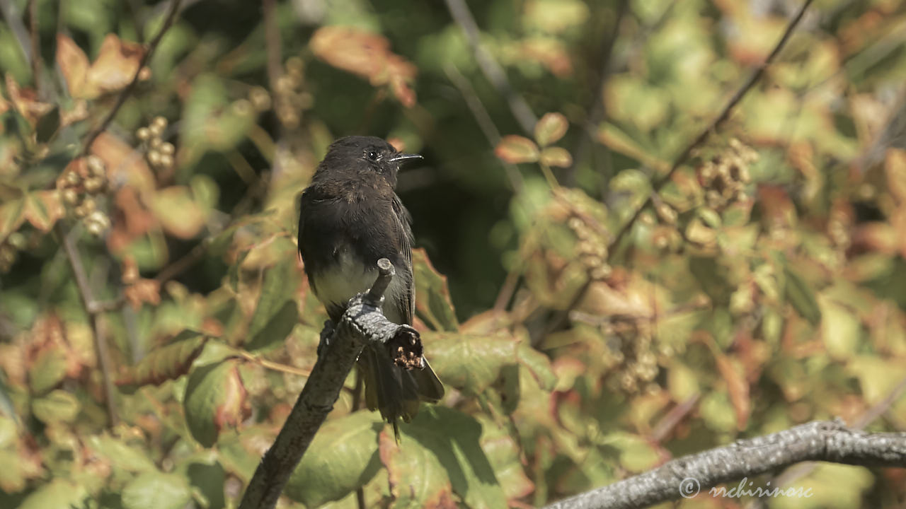 Black phoebe