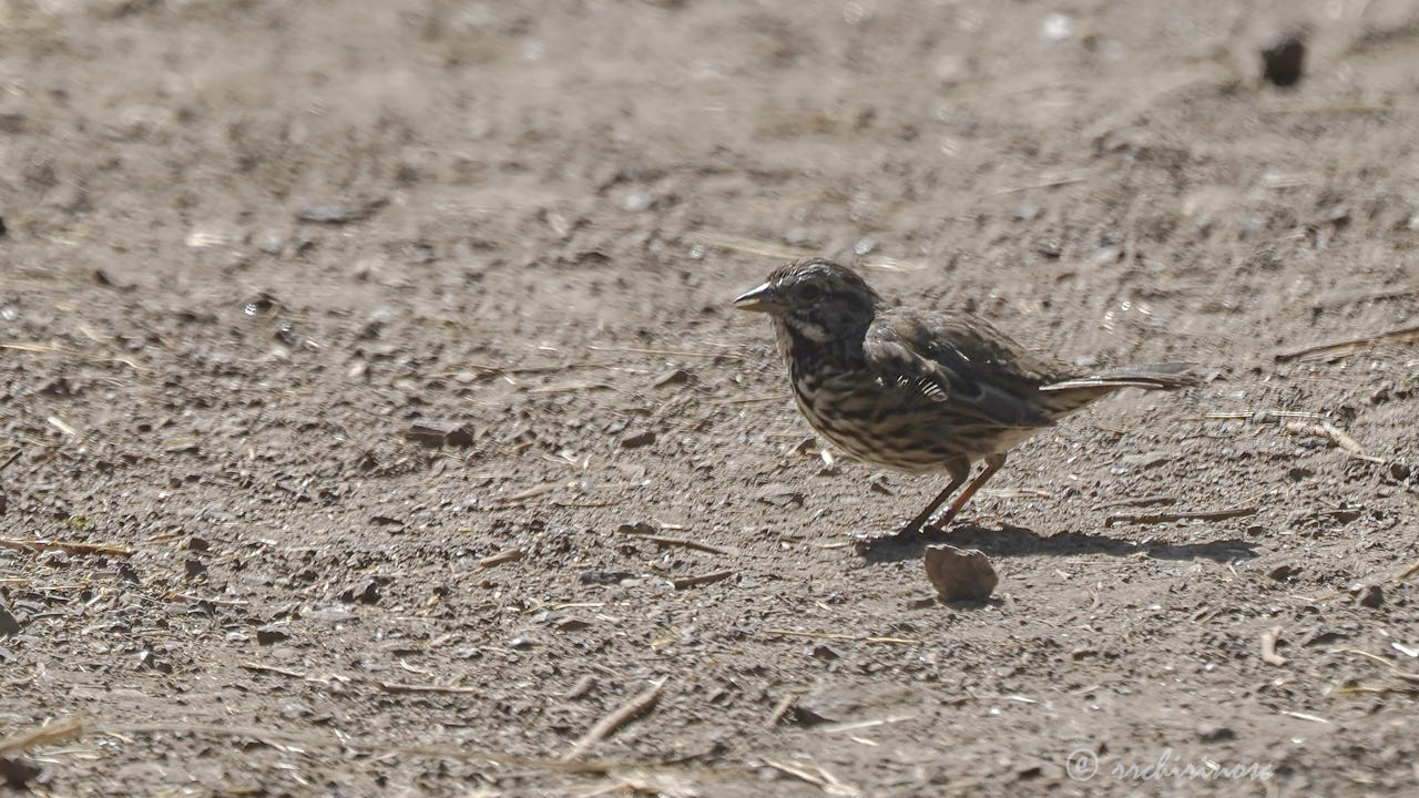 Savannah sparrow