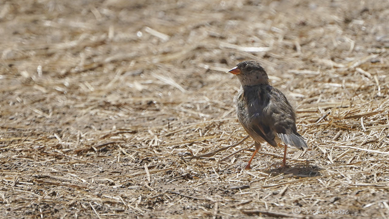 Savannah sparrow