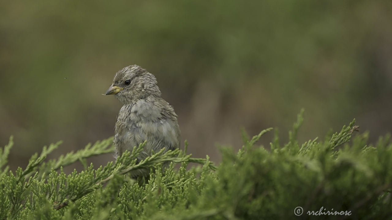 Savannah sparrow