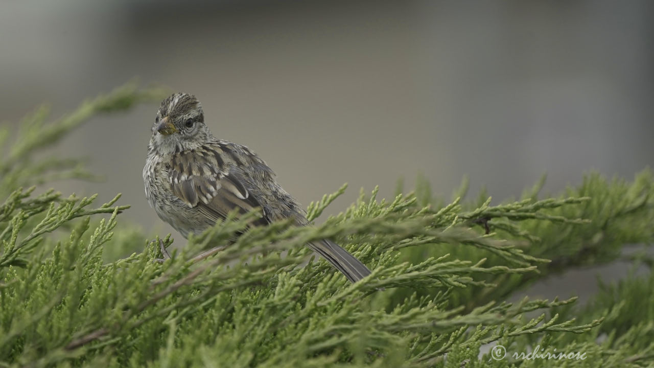 Savannah sparrow