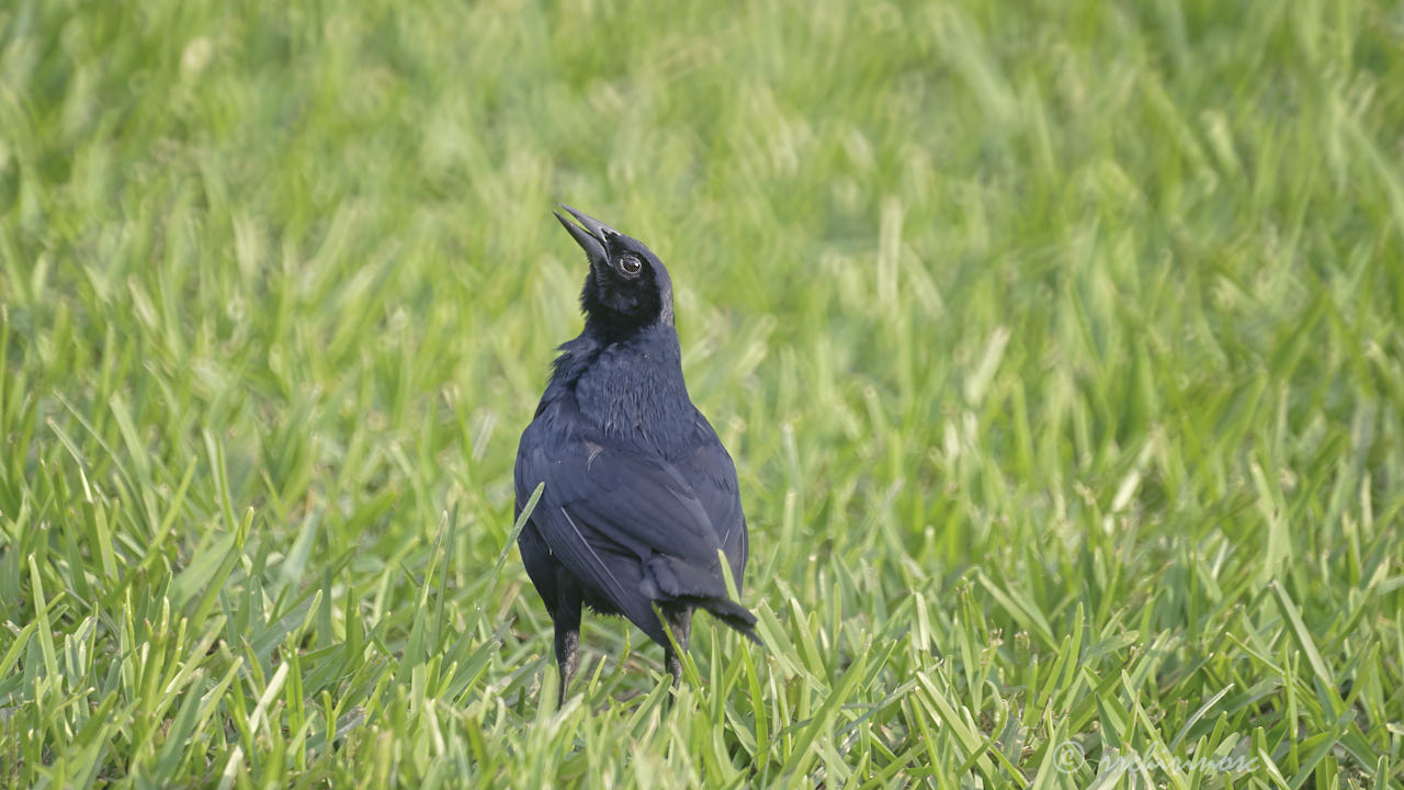 Scrub blackbird