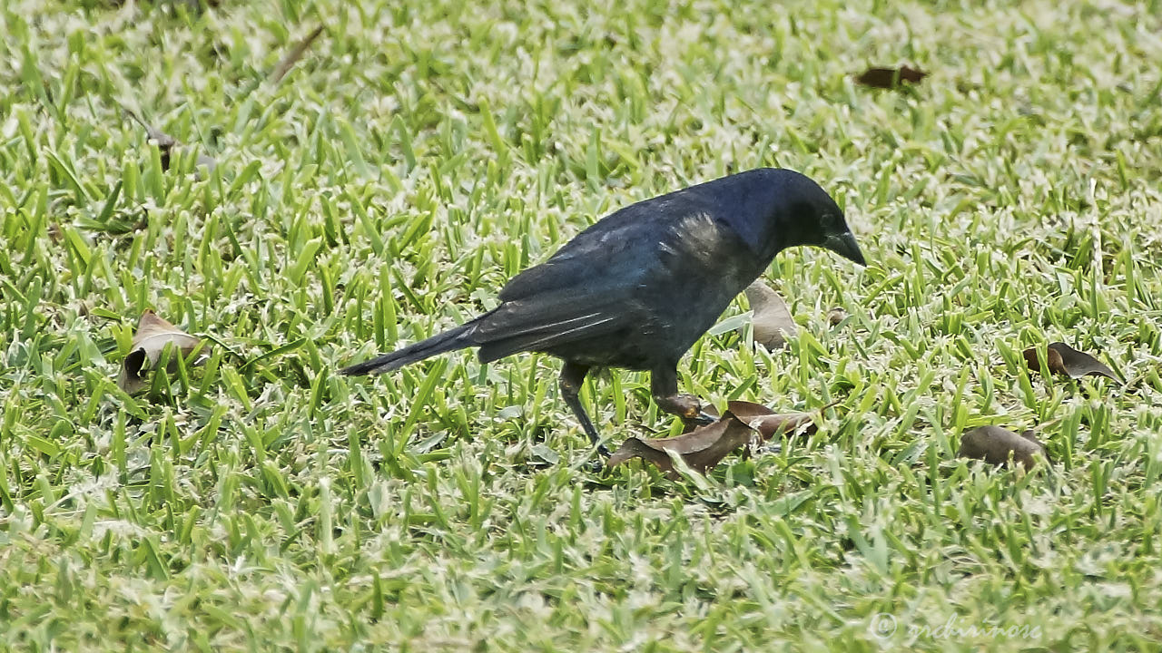 Shiny cowbird
