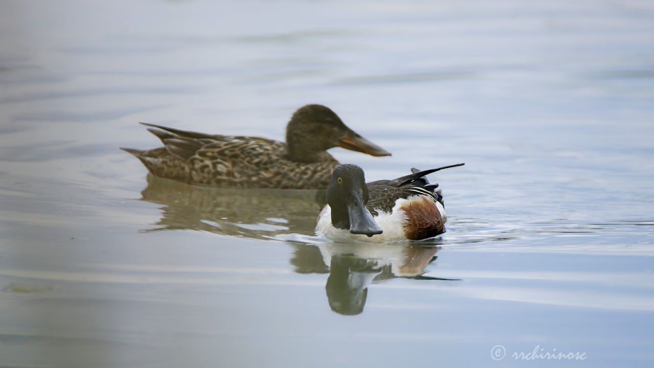 Northern shoveler