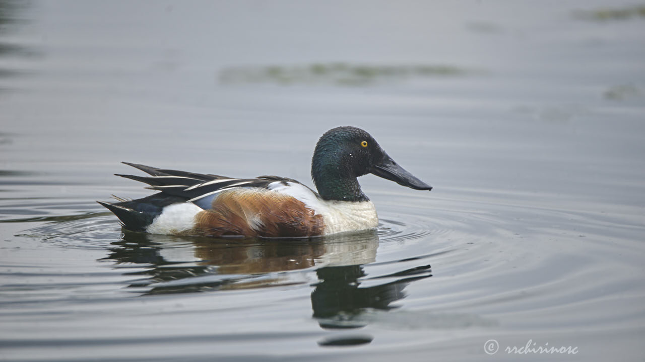 Northern shoveler