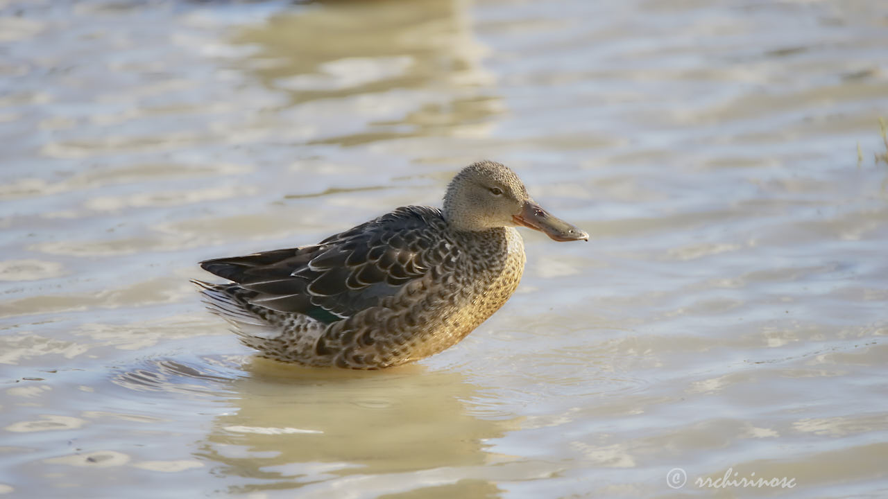 Northern shoveler