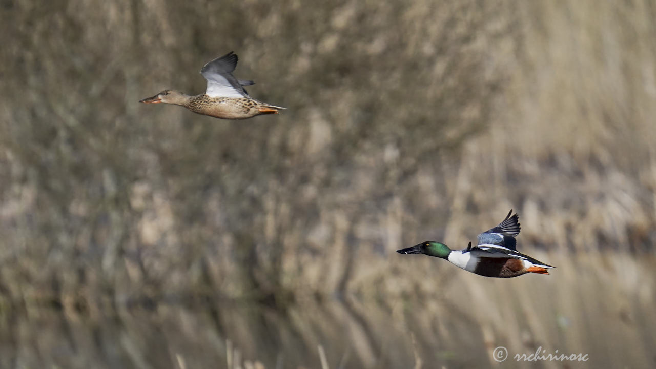 Northern shoveler