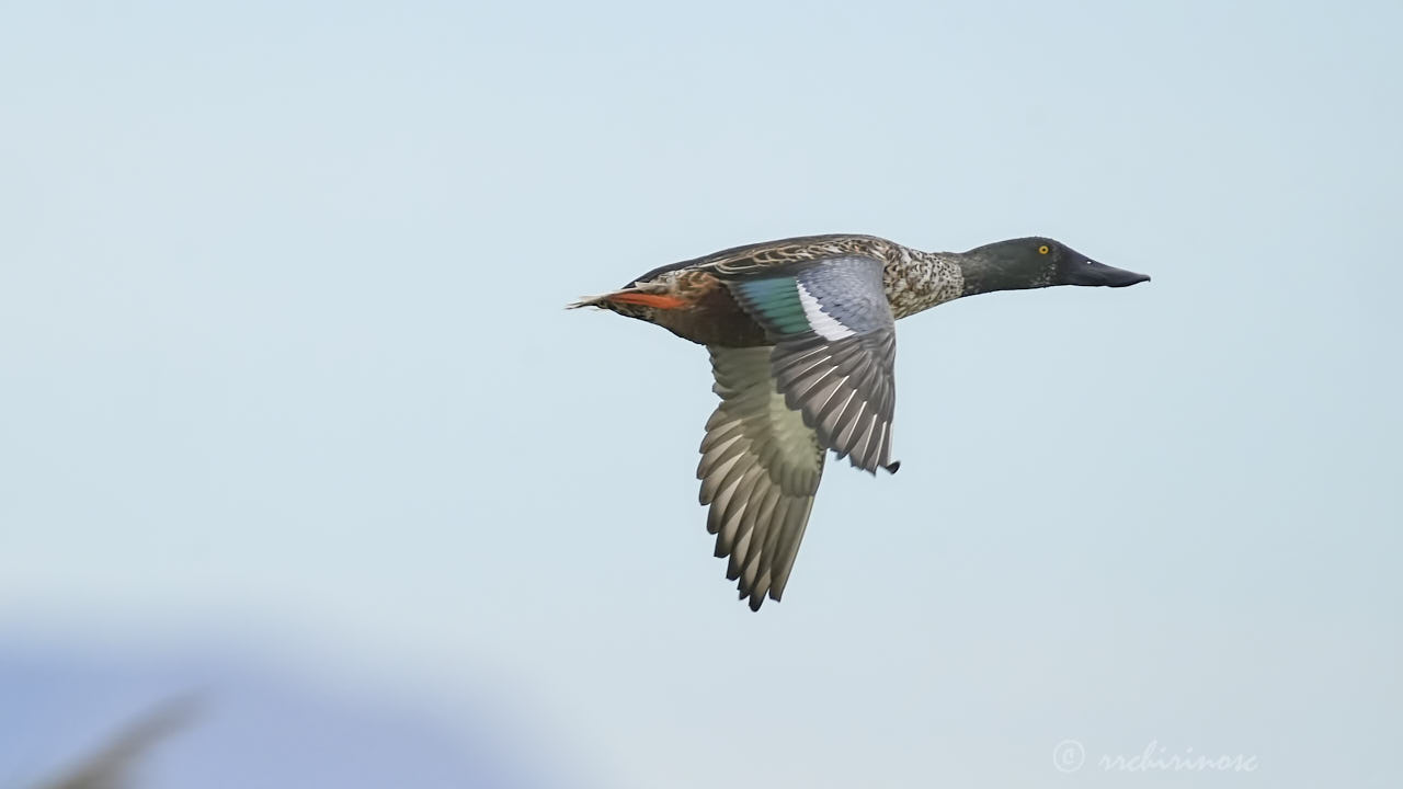 Northern shoveler