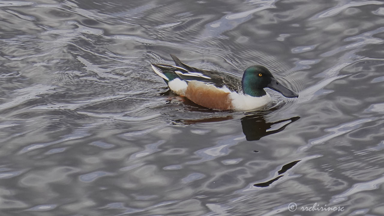 Northern shoveler