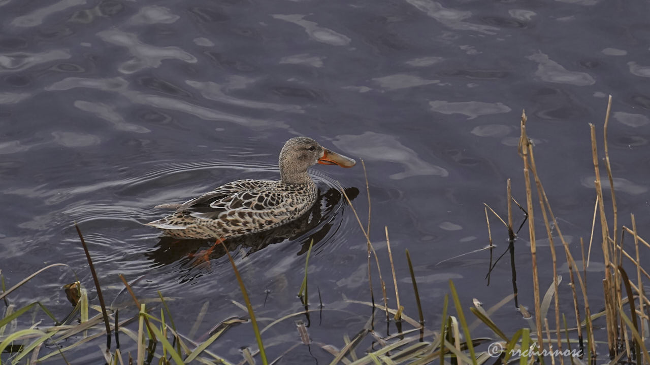 Northern shoveler