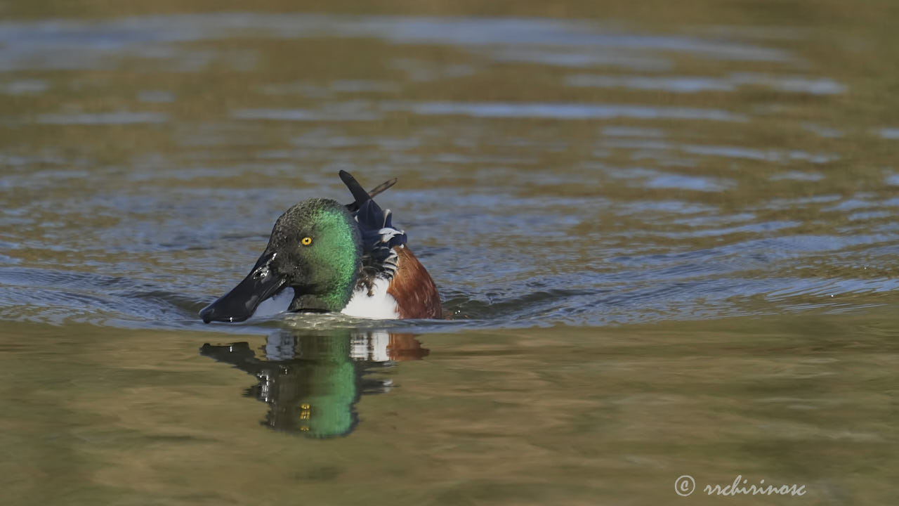 Northern shoveler