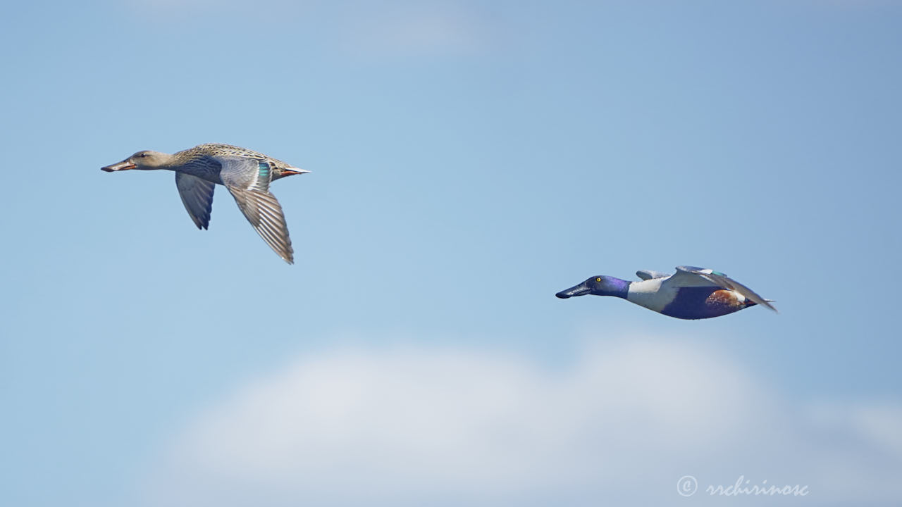 Northern shoveler