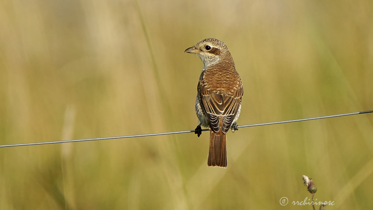 Red-backed shrike