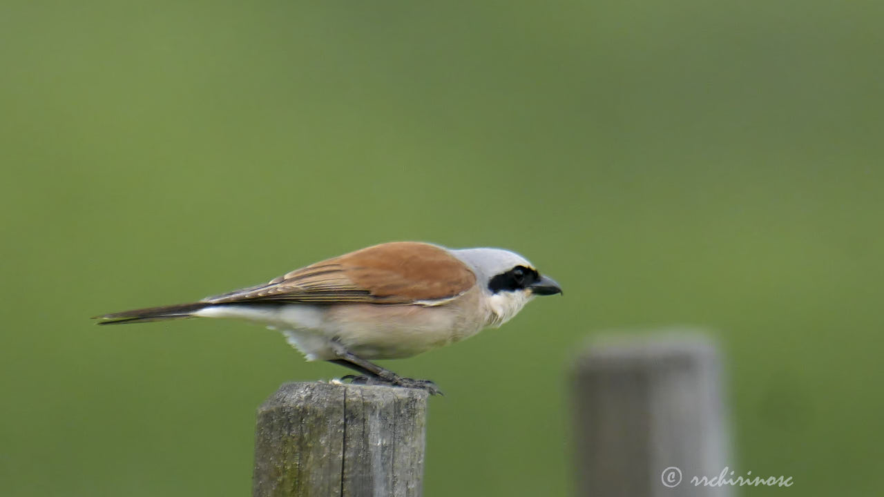 Red-backed shrike