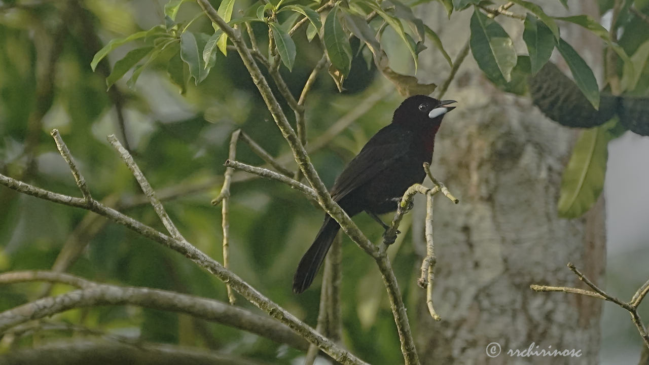 Silver-beaked tanager