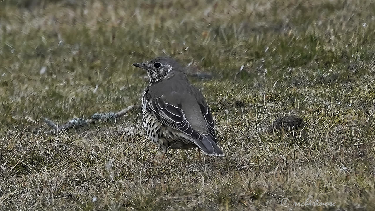 Song thrush