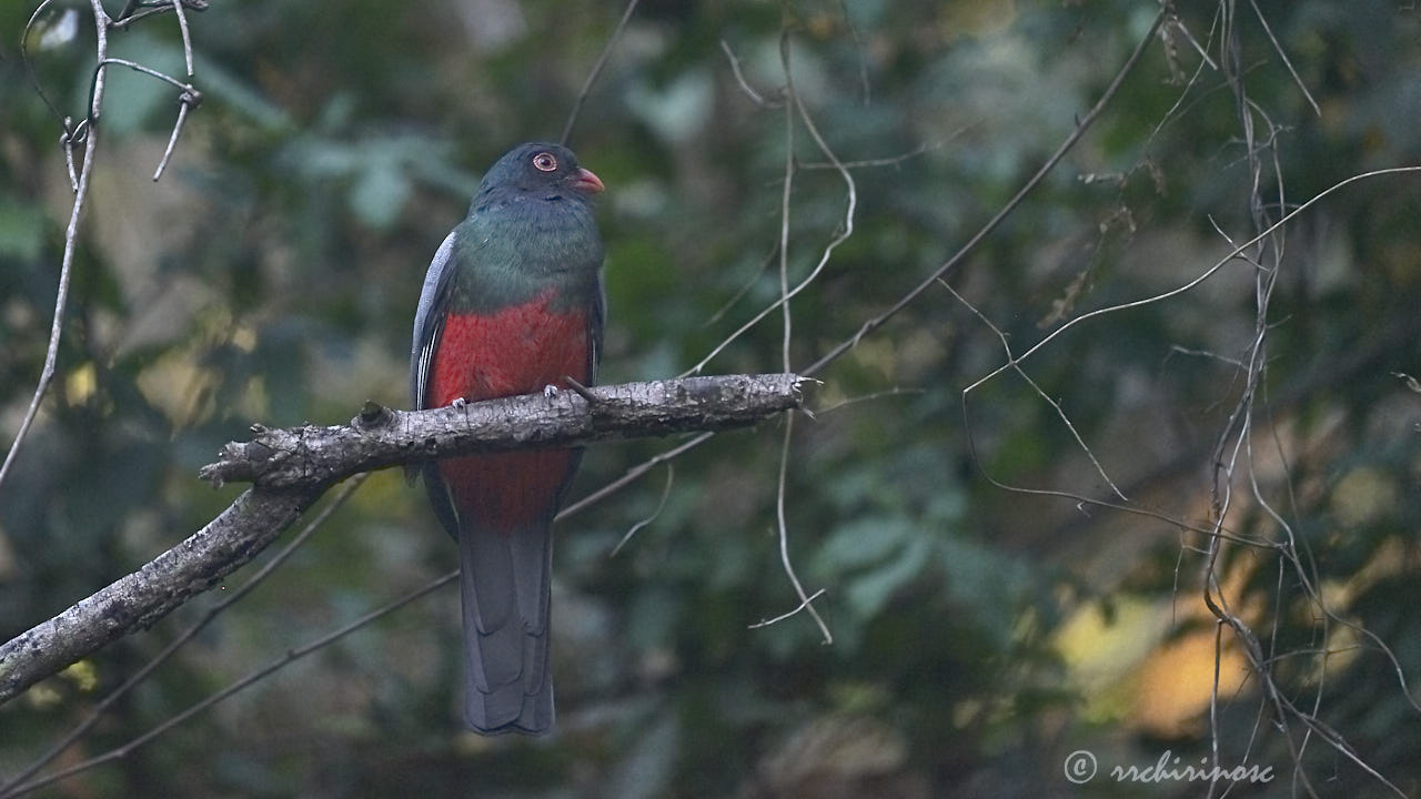 Slaty-tailed trogon