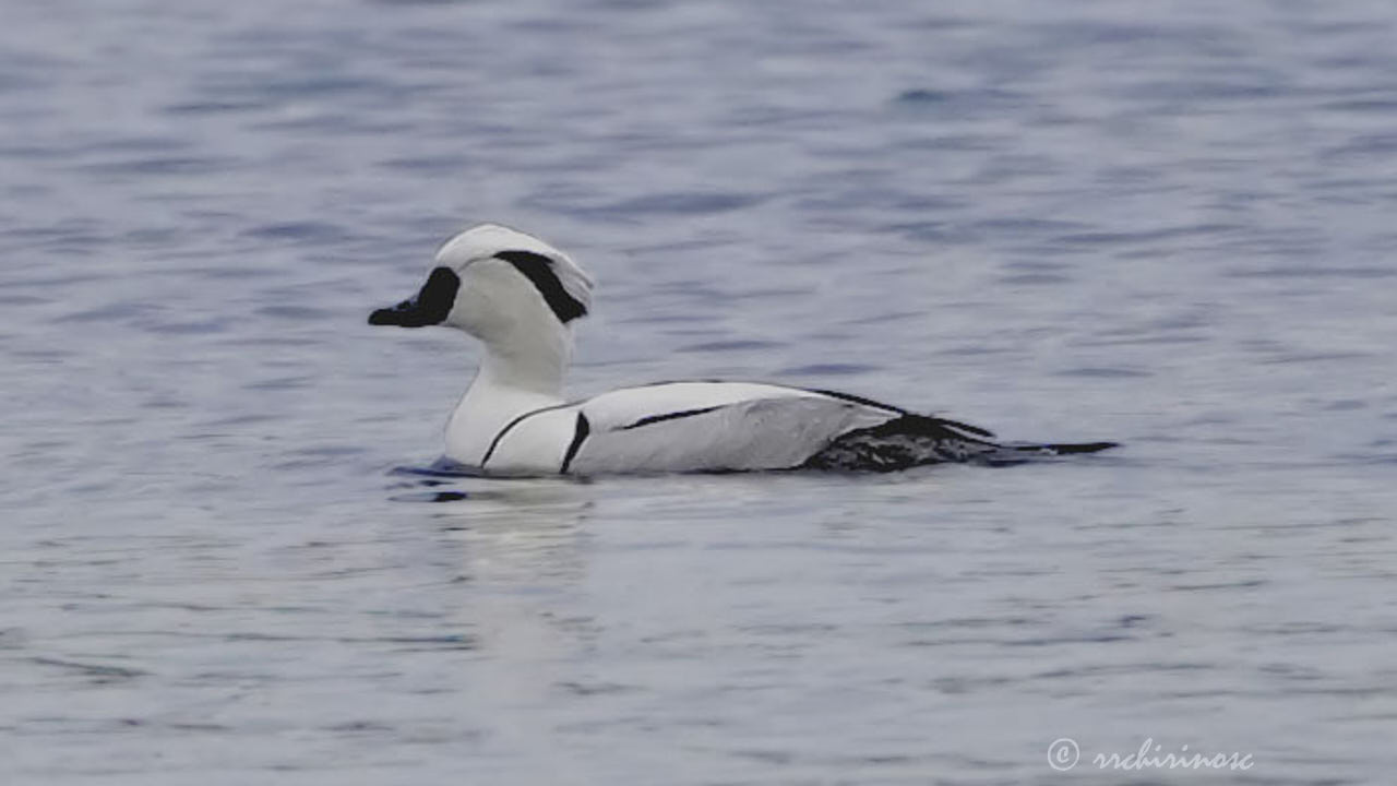 Smew