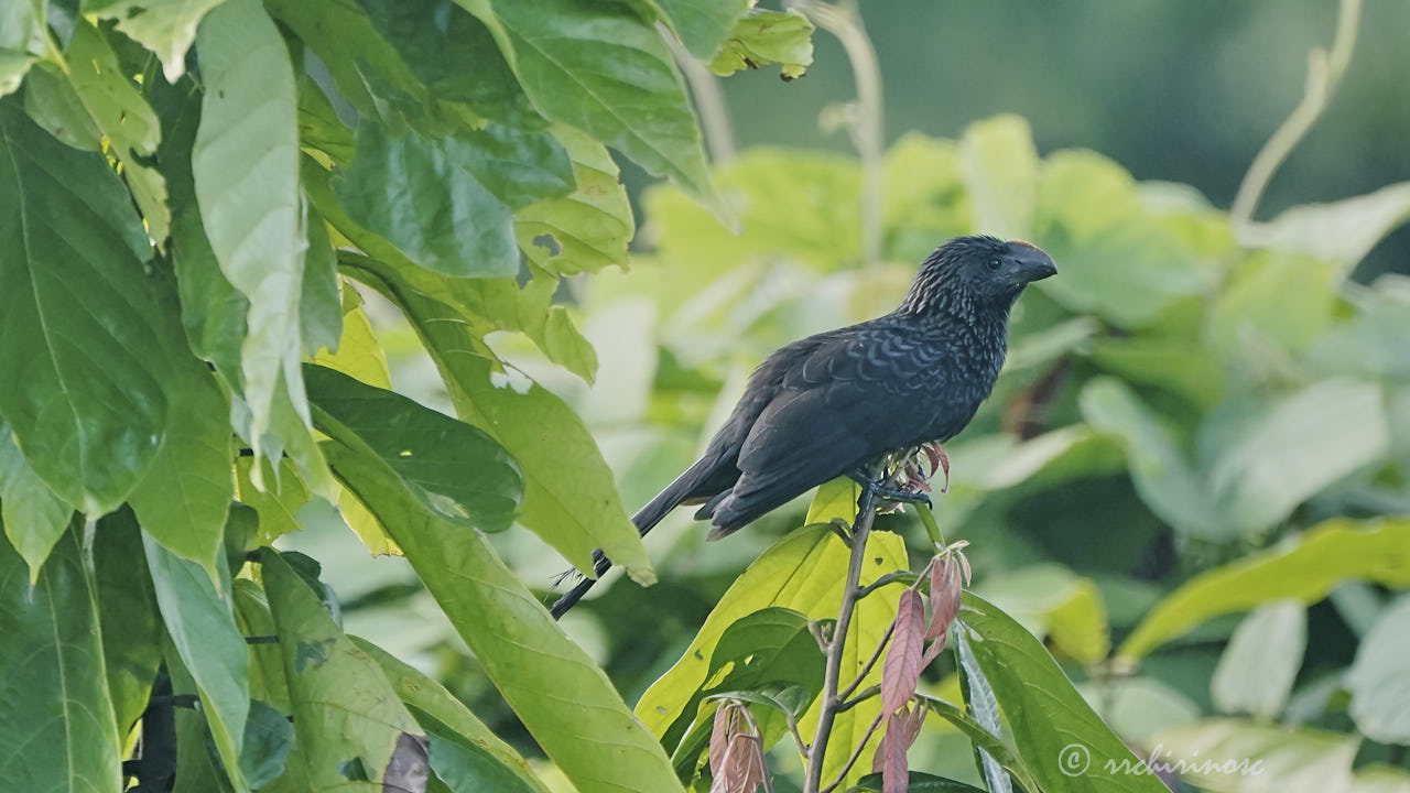 Smooth-billed ani