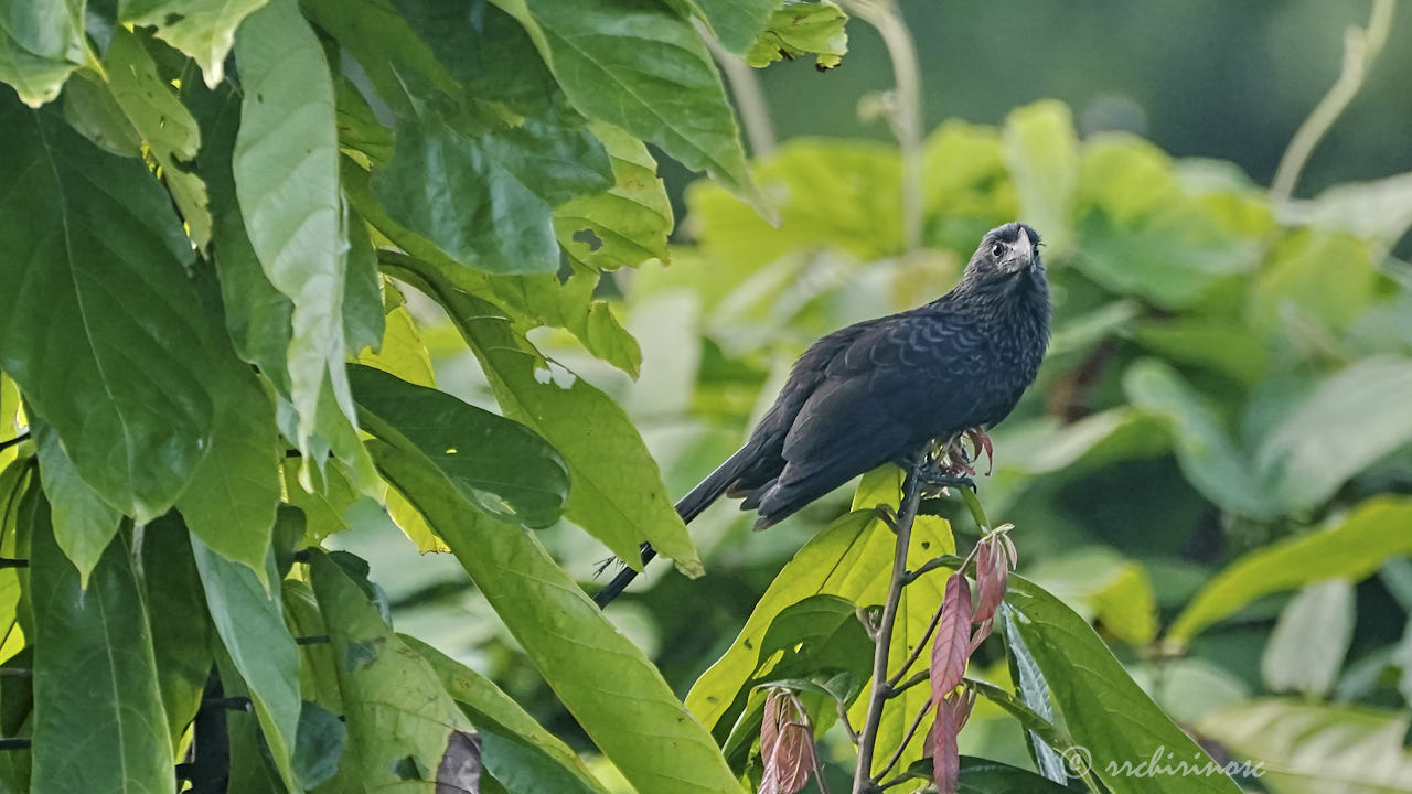 Smooth-billed ani