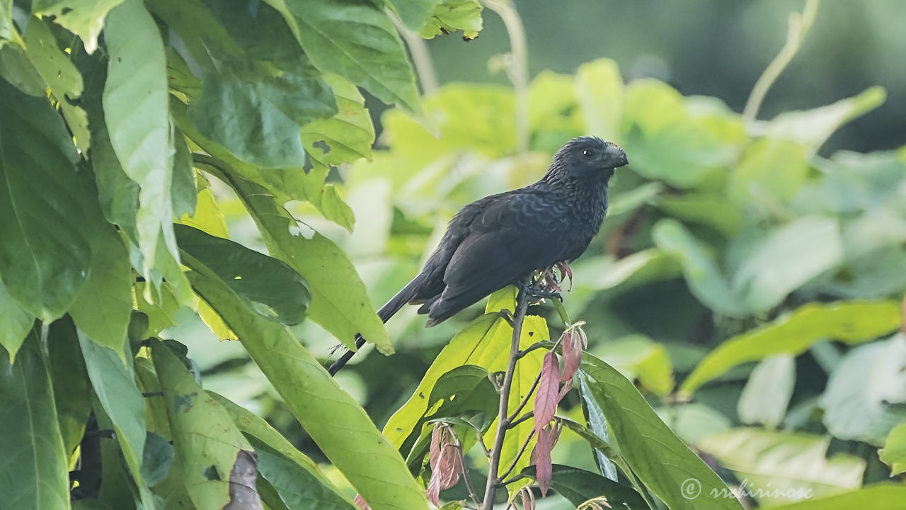Smooth-billed ani