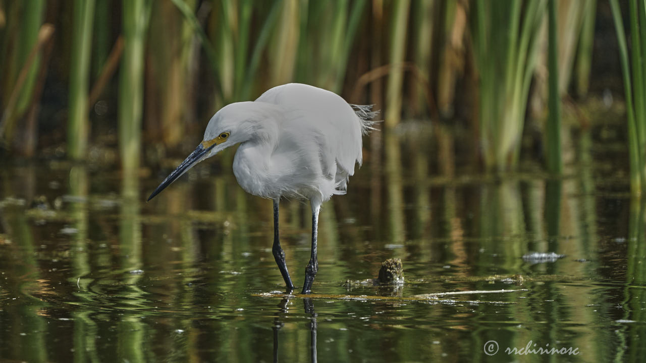 Snowy egret