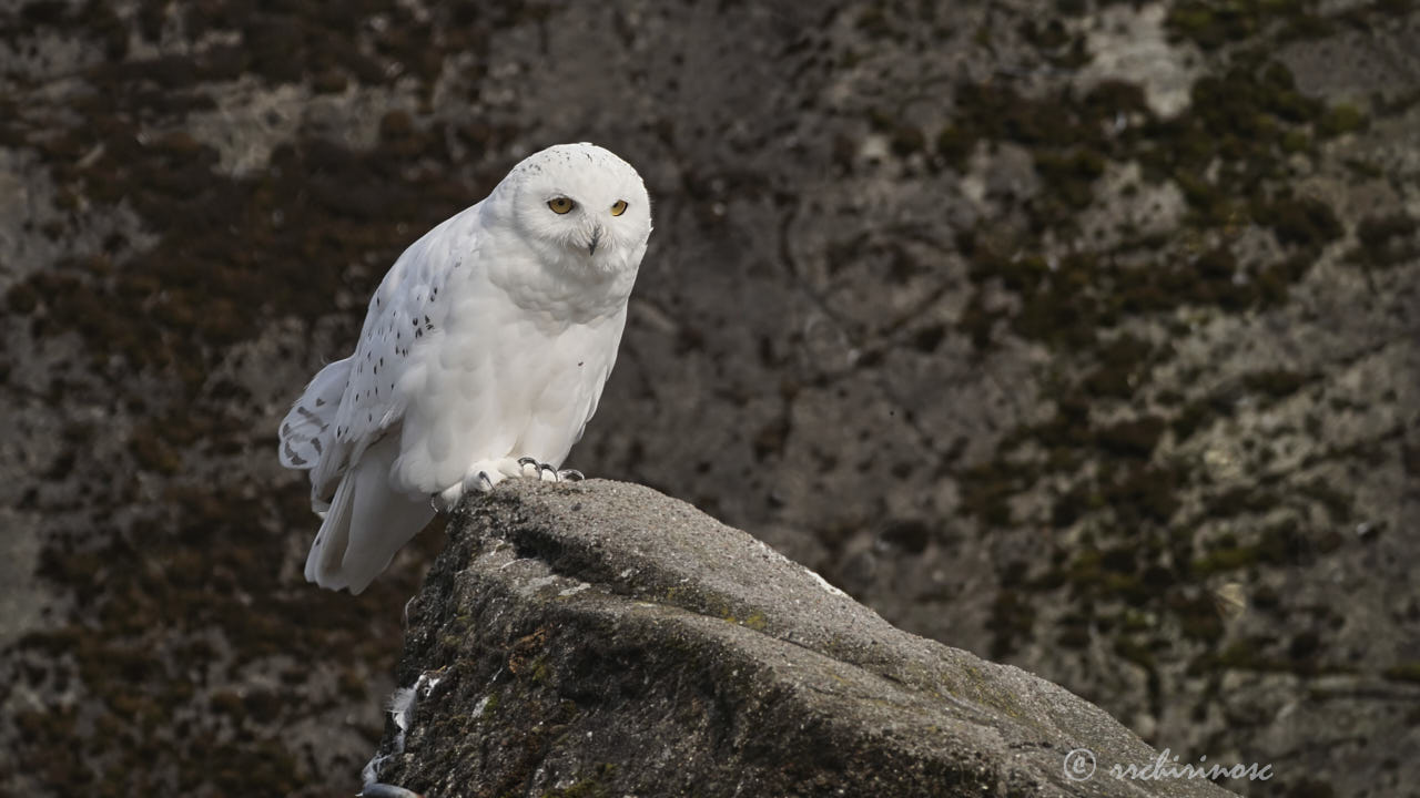 Snowy owl