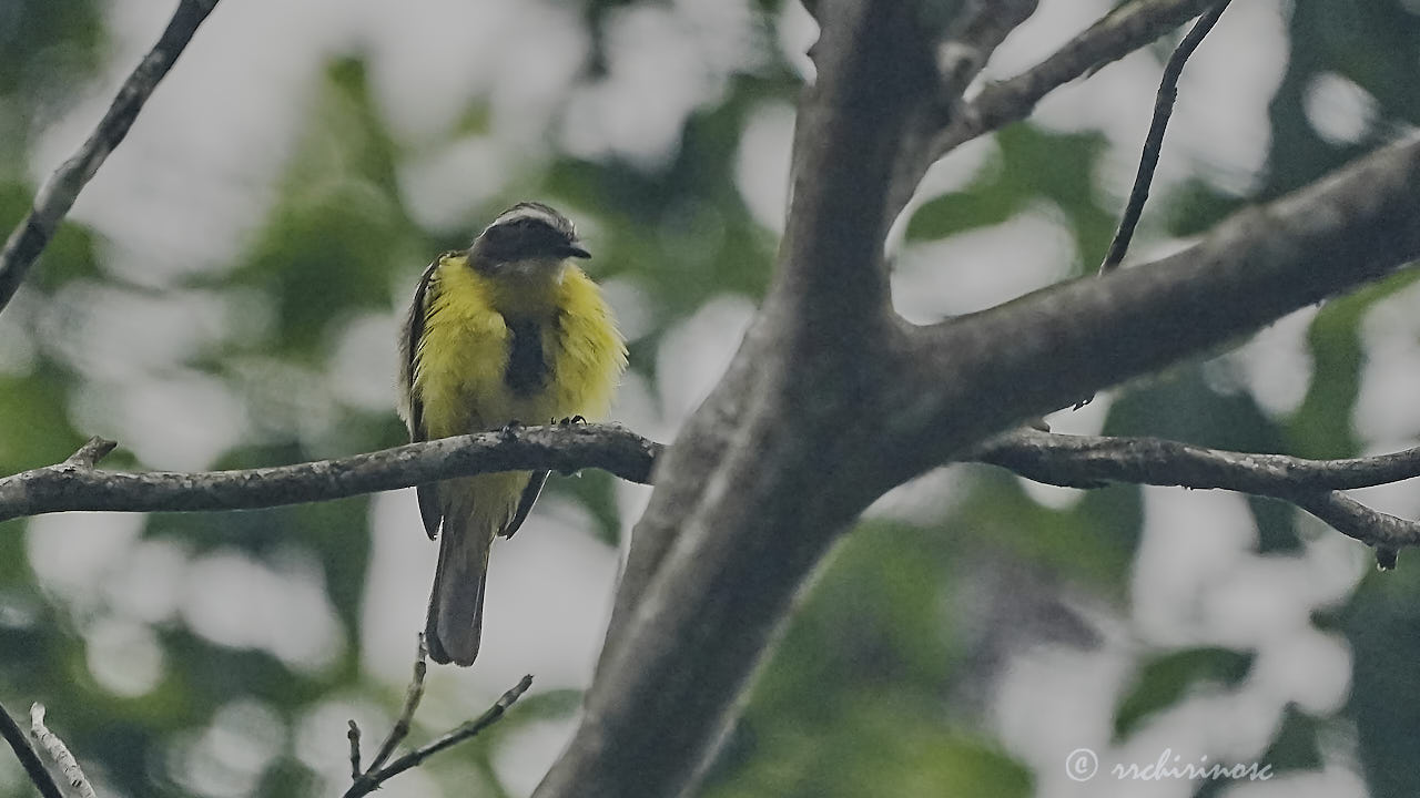 Social flycatcher