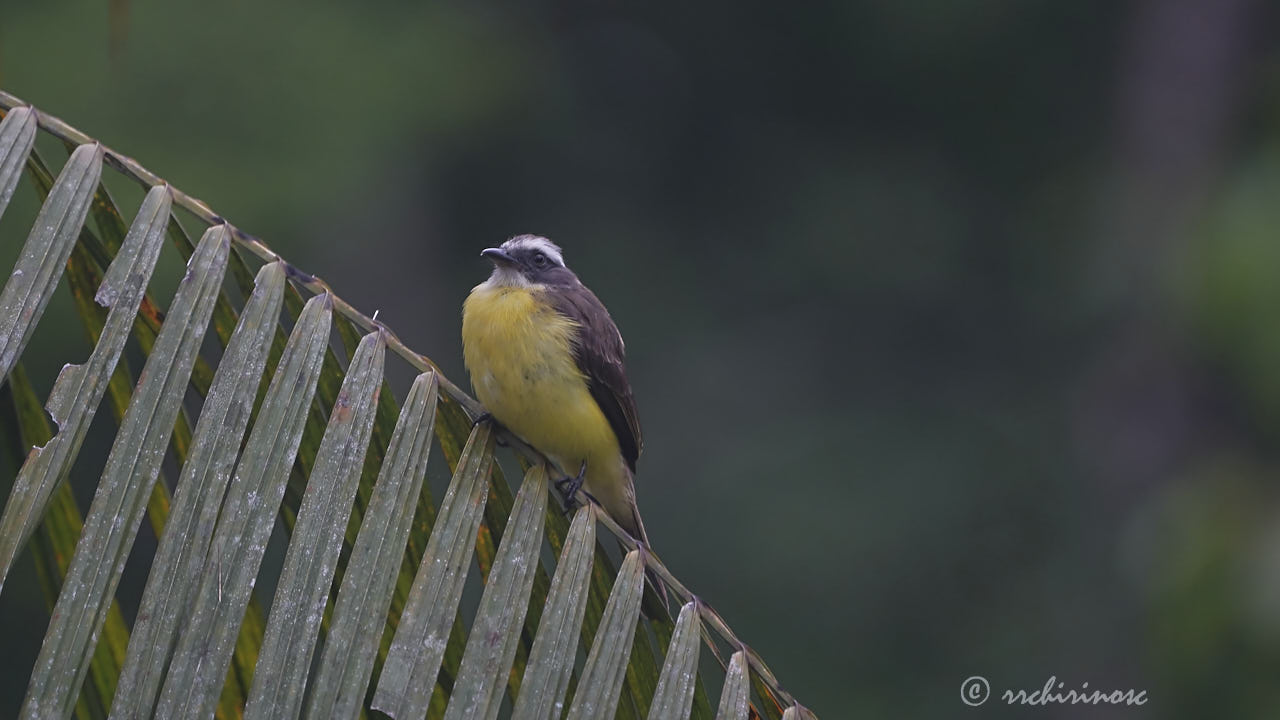 Social flycatcher