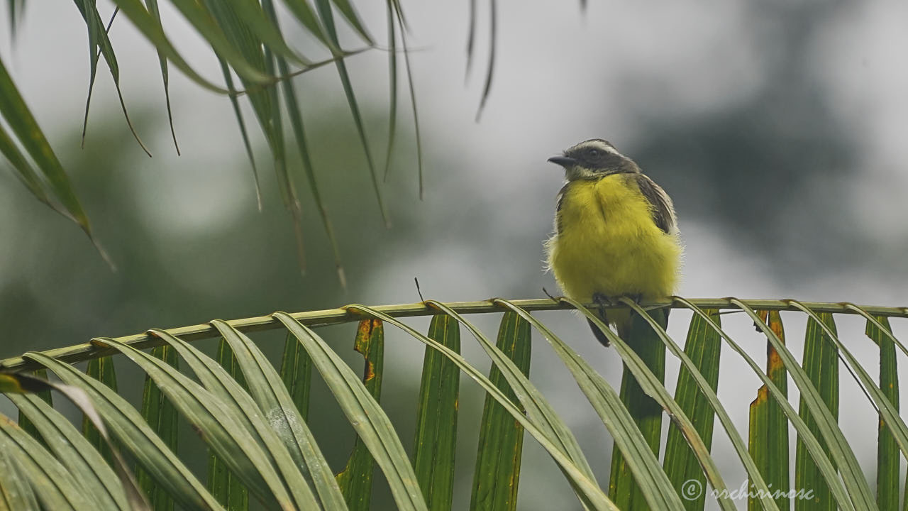 Social flycatcher