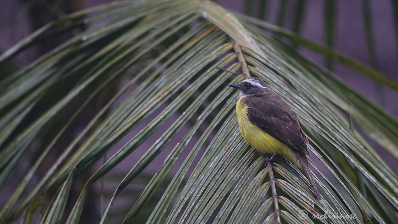 Social flycatcher