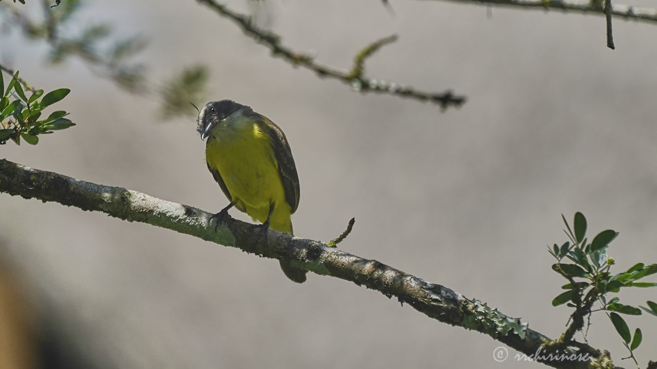 Social flycatcher