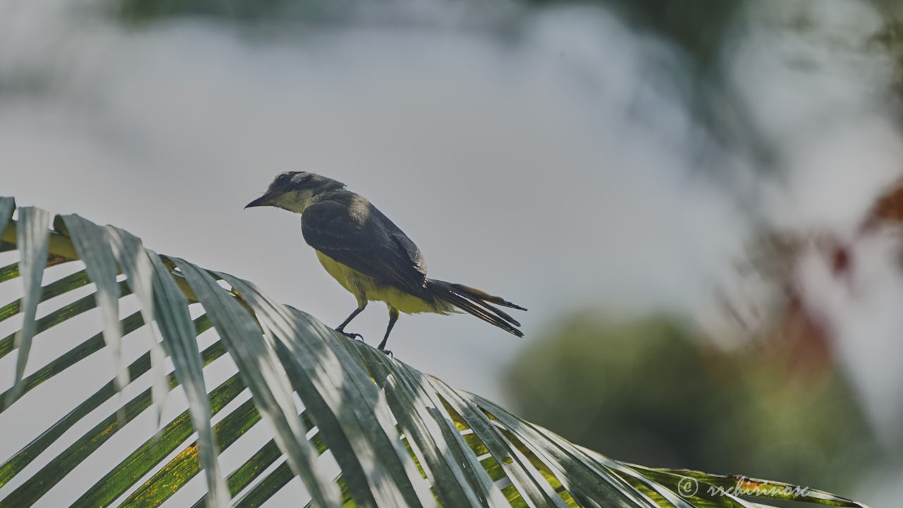 Social flycatcher