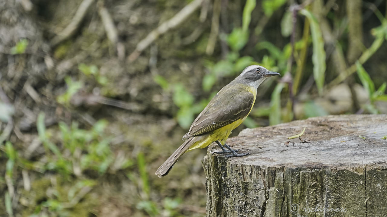 Social flycatcher