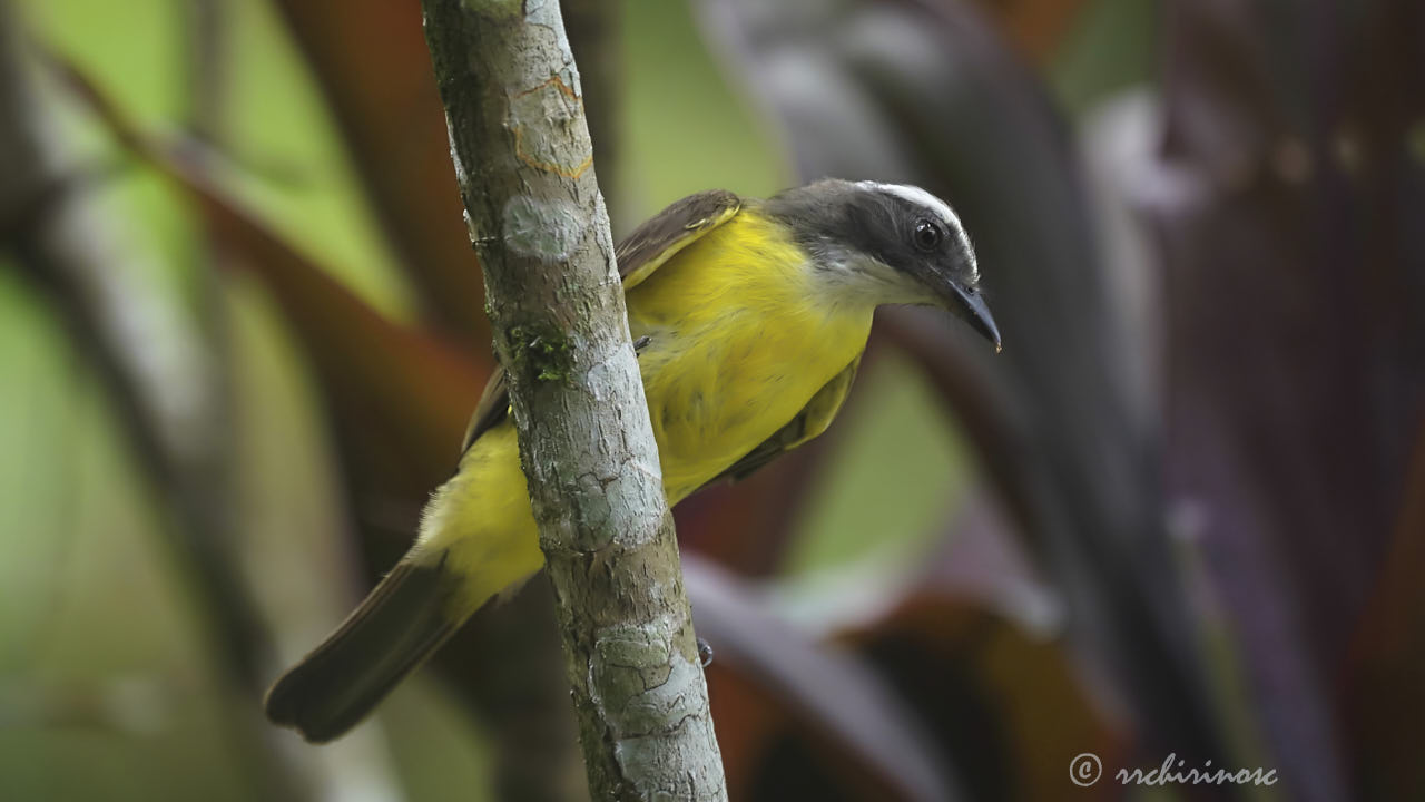 Social flycatcher