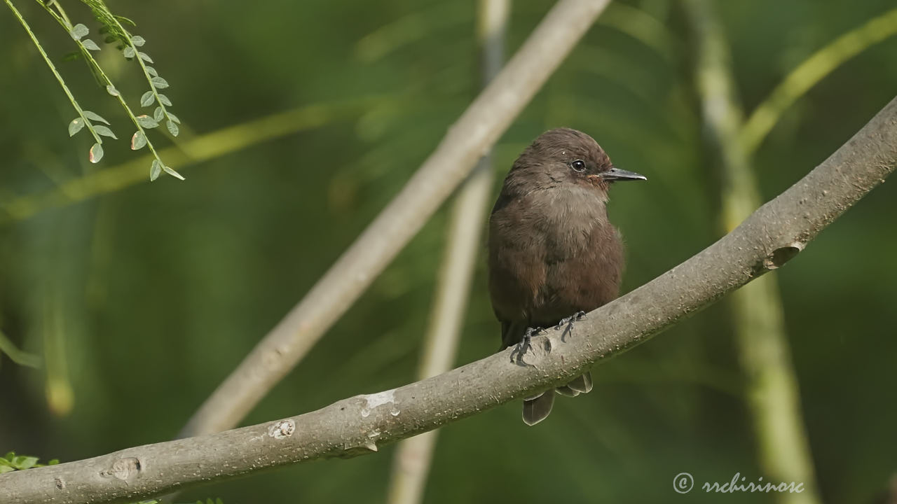 Sooty morph vermilion flycatcher