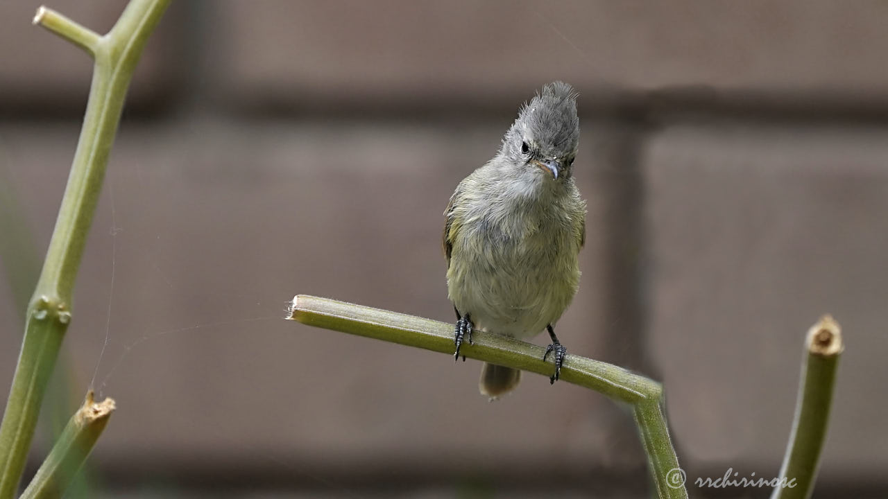 Southern beardless tyrannulet
