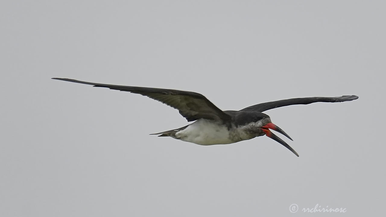 Black skimmer