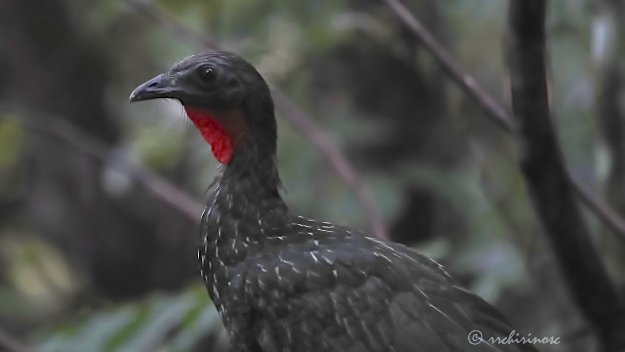Spix's guan
