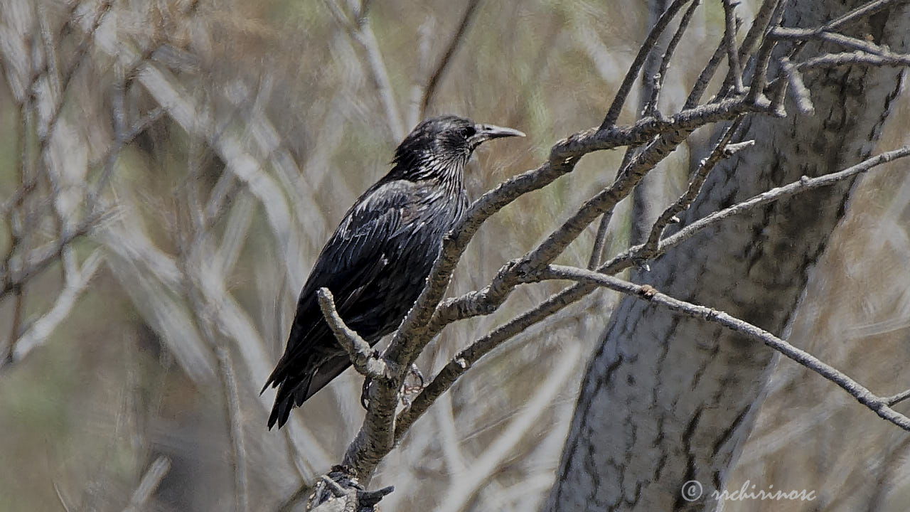 Spotless starling