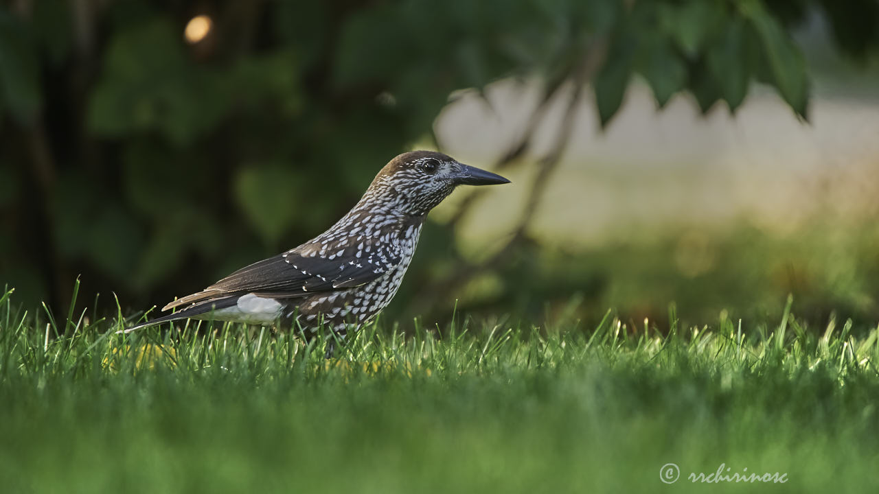 Northern nutcracker