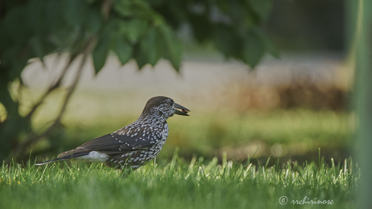 Northern nutcracker