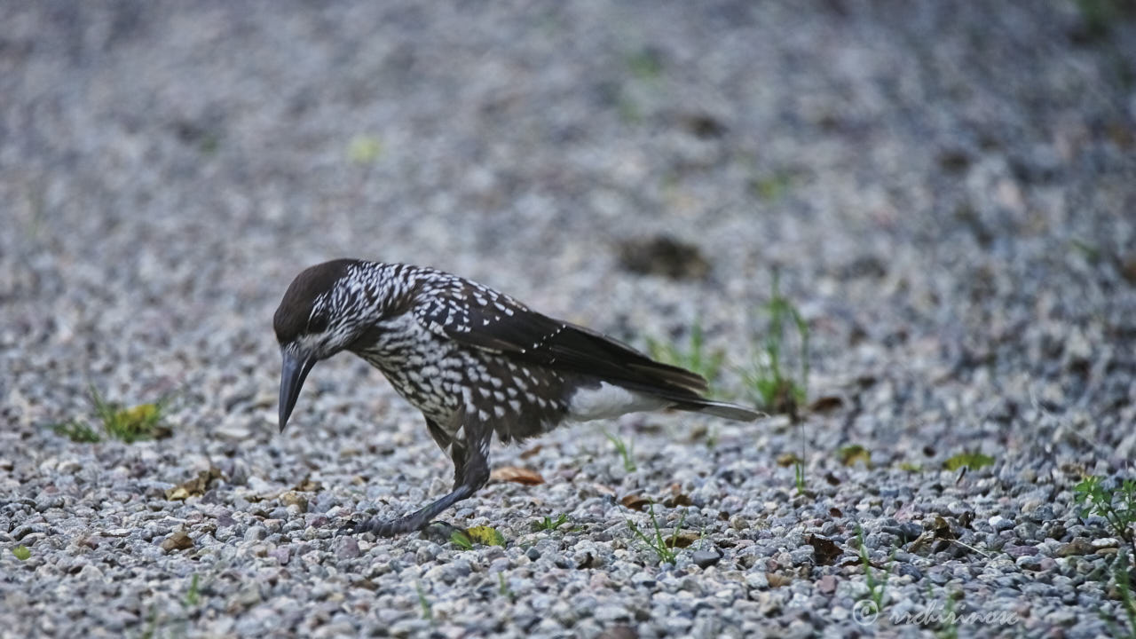 Northern nutcracker