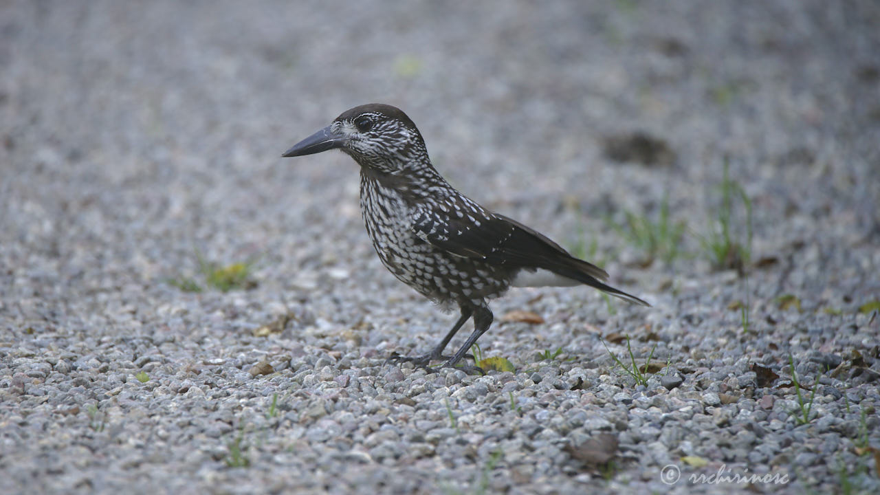 Northern nutcracker