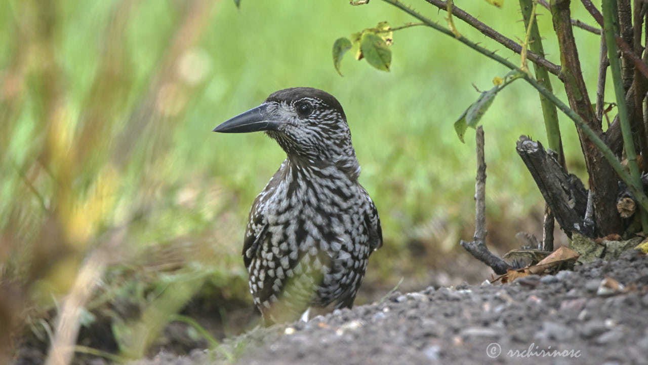 Northern nutcracker